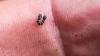 Lycia sp.